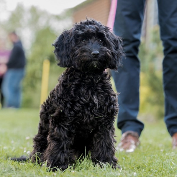 Puppy and Dog Training - Ipswich Capel