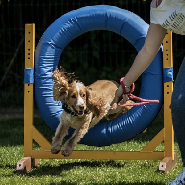 Fun Agility - Ipswich