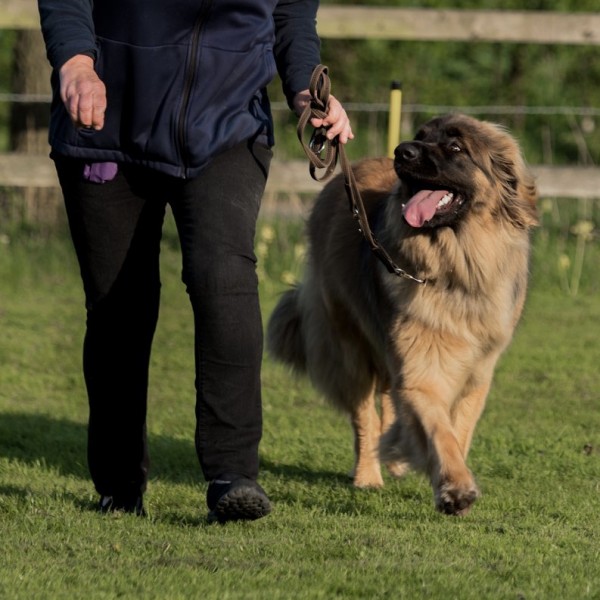 Ultimate Lead Walking - Ipswich & Colchester
