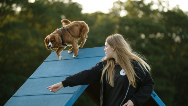 Fun Agility - Colchester