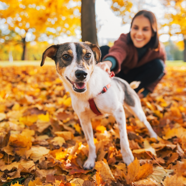 Distracted Dogs Masterclass