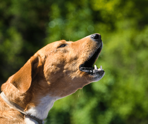 Barking Noise Sensitivity