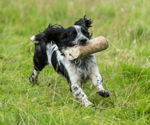 Gundog- Beginner and Beyond Ipswich