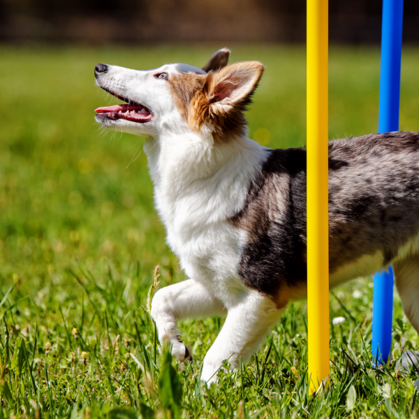 Agility Foundation Skills