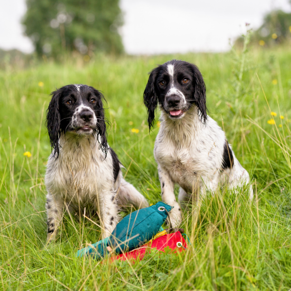 Gundog- Advanced Ipswich