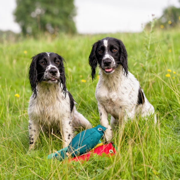 Gundog- Basic to Master level - Ipswich South - Colchester North