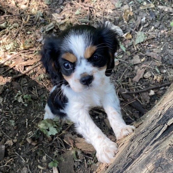 Puppy and Dog Training - Ipswich Martlesham