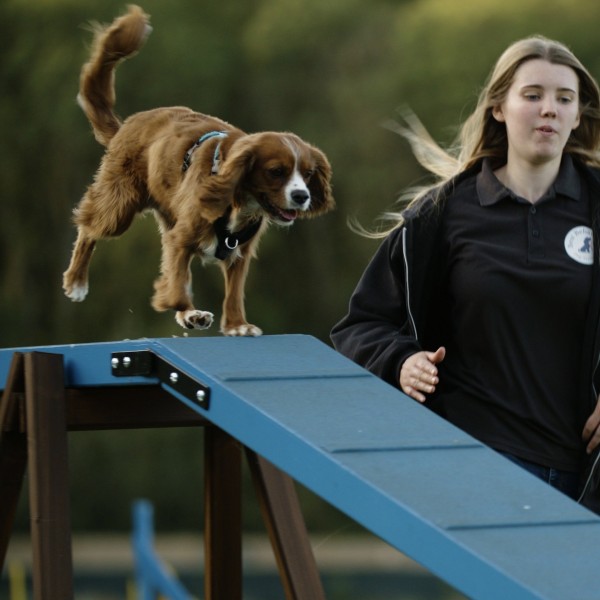 Agility at Home