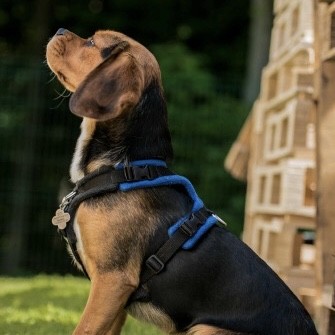 the perfect fit dog harness