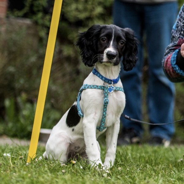 Puppy and Dog Training - Stowupland
