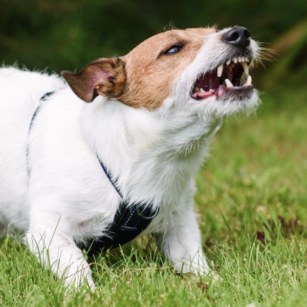 Understanding & Managing Problem Behaviours in Dogs- Focus on aggression Understanding & Managing Problem Behaviours in Dogs- Focus on aggression