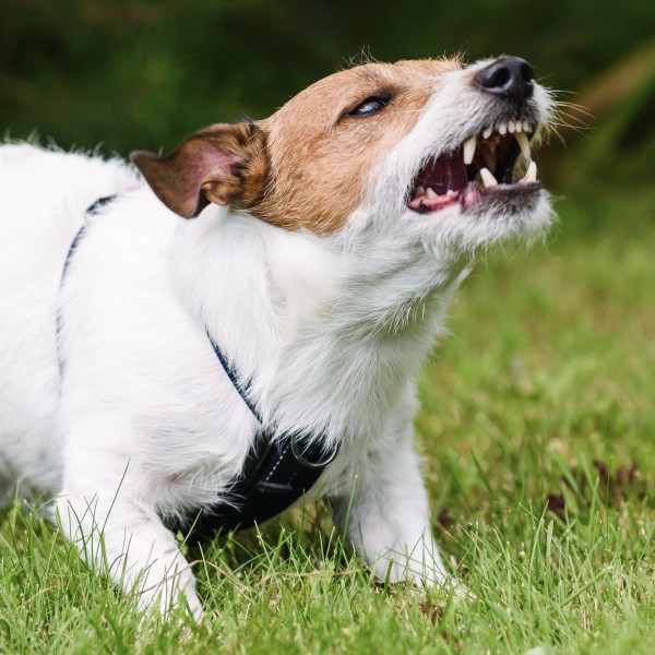 Understanding & Managing Problem Behaviours in Dogs- Focus on aggression