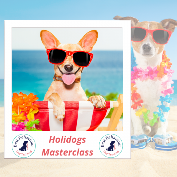 Holidogs