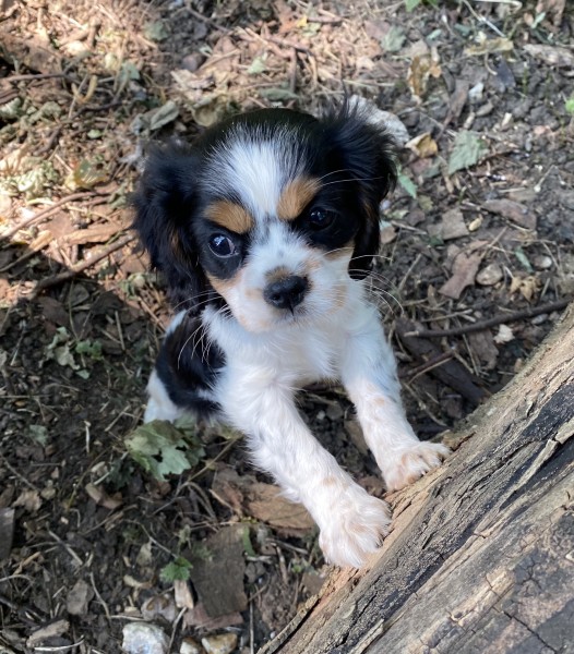 Puppys First Steps