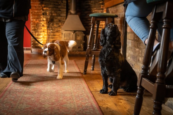 Pub Dog Training Ipswich