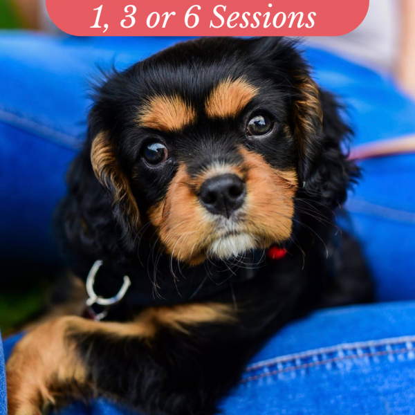 121 dog training near me sale