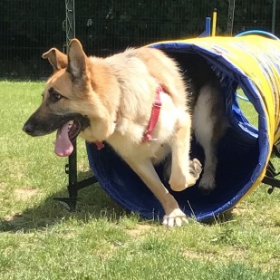 Best Behaviour Dog Training Ipswich Best Behaviour Dog Training Ipswich