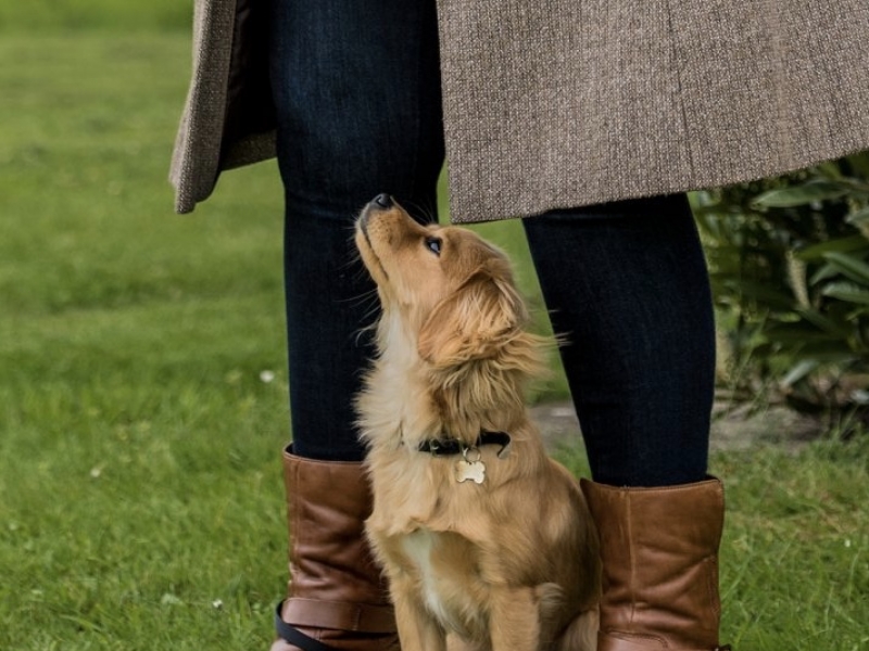 Puppy & Dog Training Classes Ipswich, Stowmarket, Colchester
