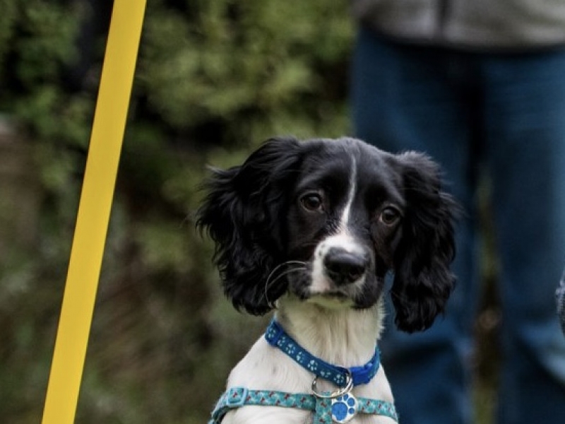 Puppy & Dog Training Classes Ipswich, Stowmarket, Colchester
