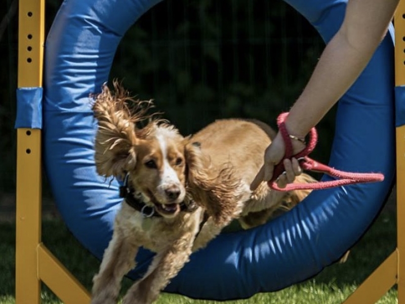 Puppy & Dog Training Classes Ipswich, Stowmarket, Colchester