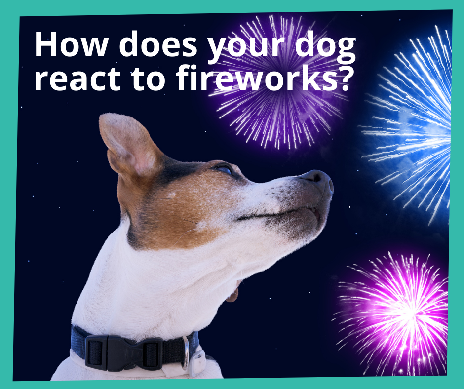 are all dogs scared of fireworks