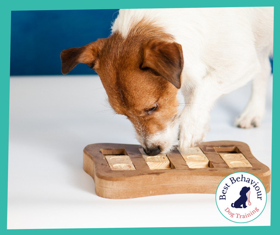 Dog shop training toys
