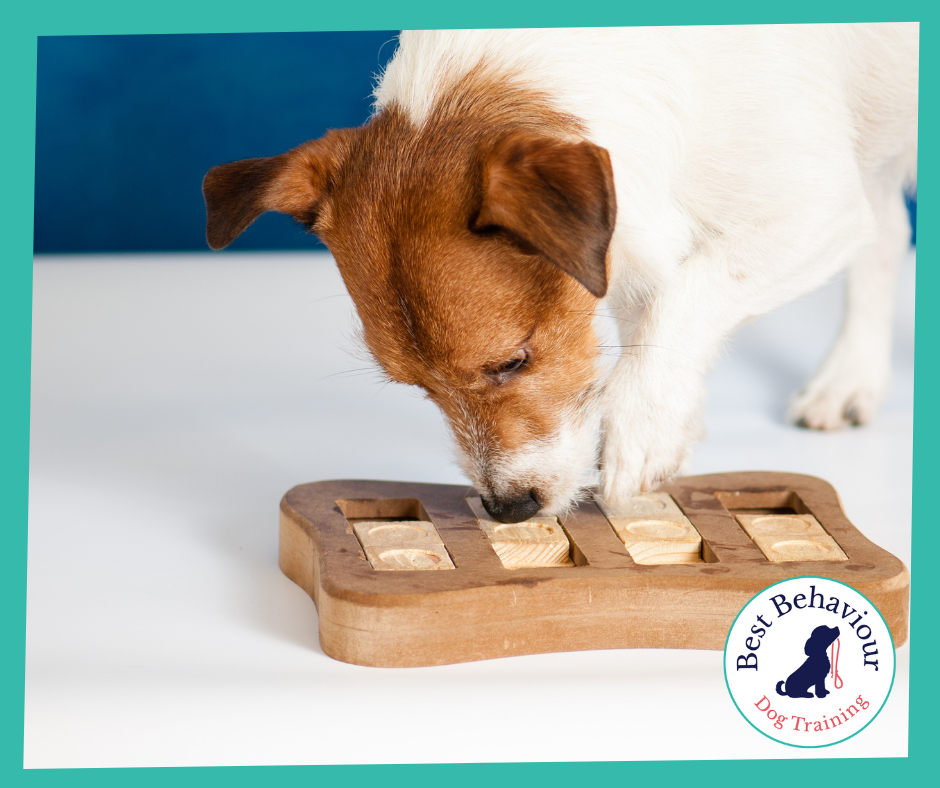 Puzzle toys can be a great source of enrichment for dogs, here's