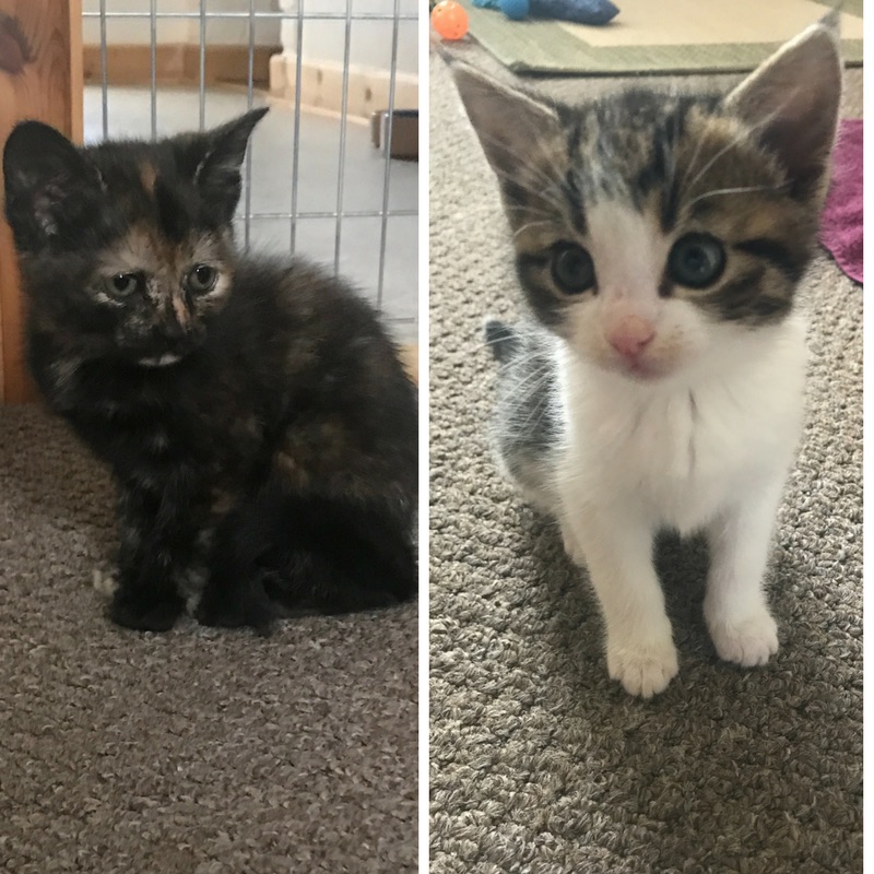 Introducing a kitten to shop your dog